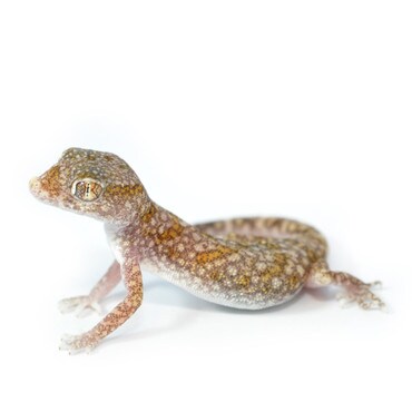 Elegant Gecko